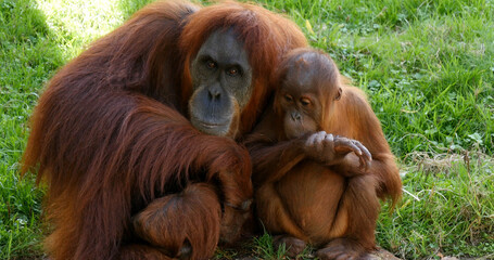 Orang Utan, pongo pygmaeus, Female with Young
