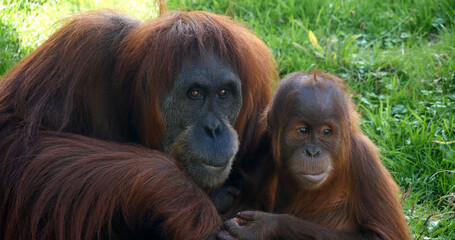 Orang Utan, pongo pygmaeus, Female with Young