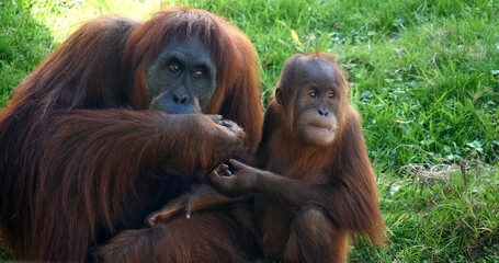 Orang Utan, pongo pygmaeus, Female with Young