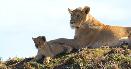 African Lion, panthera leo, Mother and Cub