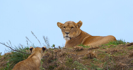African Lion, panthera leo, Mother and Cub