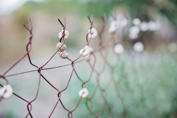 Small snails sit on a metal fence. Snails are pests. the shell is in the form of a spiral. Clam.