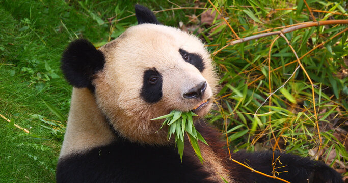 Giant Panda, ailuropoda melanoleuca, Adult eating Bamboo Branch © slowmotiongli