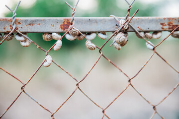 Small snails sit on a metal fence. Snails are pests. the shell is in the form of a spiral. Clam.