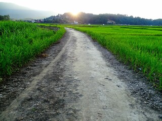 View of a winding dirt road surrounded by lush green fields illuminated by the first light of day