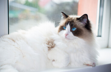 Beautiful young white purebred Ragdoll cat with blue eyes