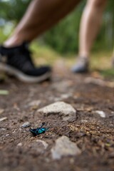 A vertical shot of a dead bright blue bug on a hiking trail