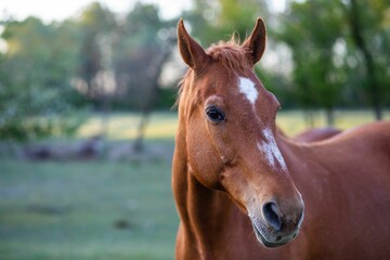 a close up photo of a horse in a field near trees