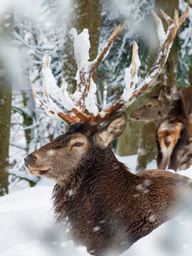 Hirsch im Winter