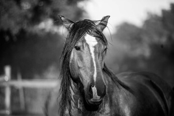 Grayscale shot of a horse in a pasture enclosed by a wooden fence