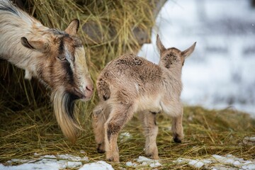 Father goat helping its kid play and walk near a stack of hay