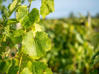 Lush, green leafy branch in a vineyard