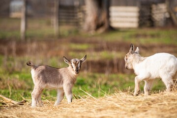 Baby goats standing in a lush green field on a sunny day