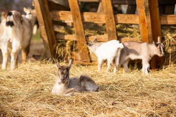 Young goat sitting calmly in hay, with other goats grazing on the background