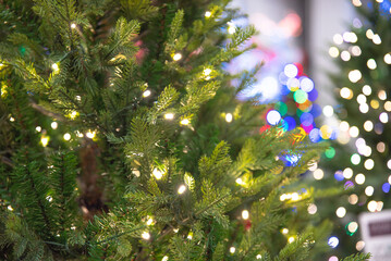 Panorama view pre-lit artificial Christmas tree amelia pine, warm white LED micro fairy lights...