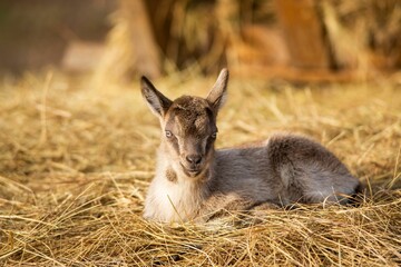 Peaceful baby goat resting in a bed of hay, looking directly at the camera