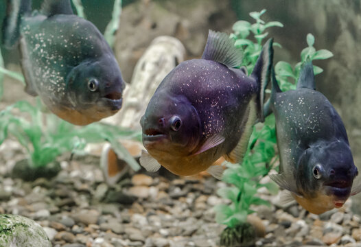 three piranha fish swim in the water close up