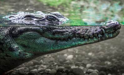 head of a large crocodile alligator in the water close up