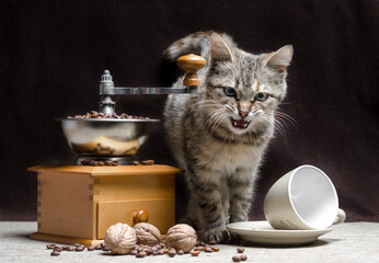 offended tabby color kitten sits next to a manual coffee grinder and coffee grains