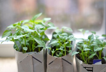 a small green seedling of peppers to cardboard milk cartons with earth on the windowsill against the background of the window. The concept of growing eco-friendly products on your own