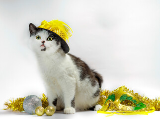 black and white cat in christmas fancy dress hat