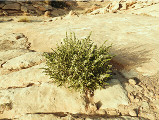  Mountain plant desert