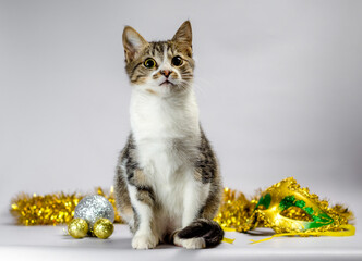 tabby kitten with christmas decorations and mask