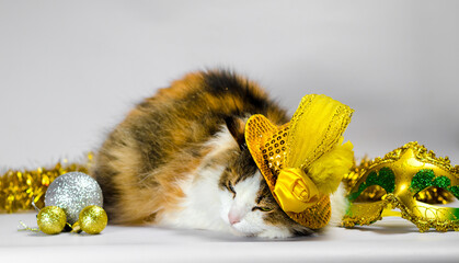 wicked cat in a yellow carnival hat with sequins and a feather n