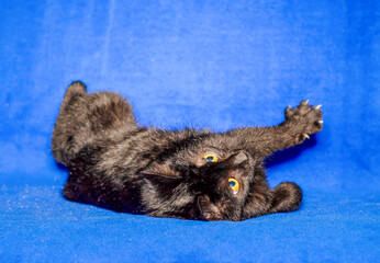 black shorthair cat plays on a blue background