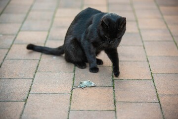 Black cat playing with a dead mouse laying on the ground