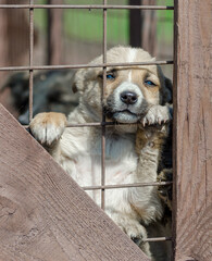 purebred beige puppy in a wooden cage