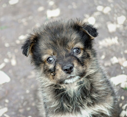 portrait of a purebred sad puppy closeup
