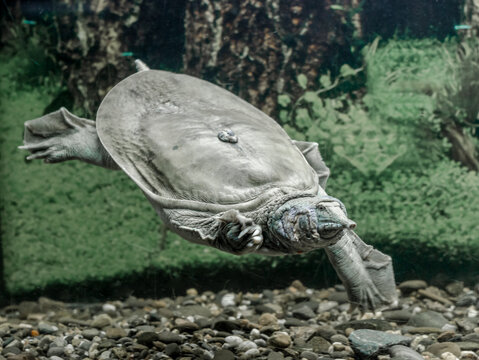 freshwater turtle chinese trionix swims under water close up