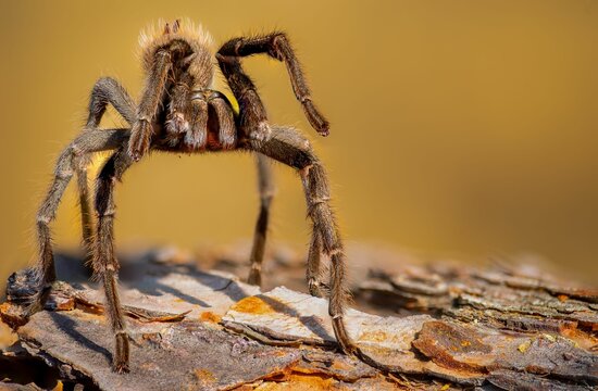 Closeup shot of a giant Tarantula spider in a threatening pose