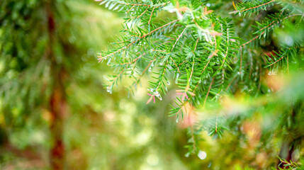 Abstract background of a  green pine tree Christmas natural bokeh, Beautiful abstract natural background. Defocused blurry sunny foliage of green pine trees Christmas background.