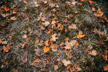The first fallen dry leaves, green grass of the forest or city park. Autumn picturesque background of nature foliage. October. The concept of autumn.