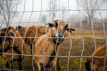 Cute brown goat peeking out through a frostbitten gate on a field
