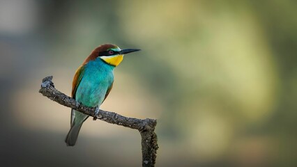 Closeup of a European bee-eater (Merops apiaster) perched on a branch