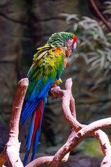 Portrait of a beautiful red and green macaw , ara chloropterus, a large parrot native to central and South America, sitting on a wooden perch in a jungle setting.