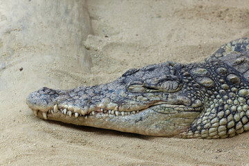 Detail of the head of a Crocodylidae. A big and dangerous crocodile looking at you above the sand...