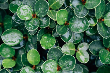 Spring background of natural green leaves of Ficus annulata blume with rain drops