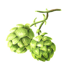 Fresh green hops branch (Humulus lupulus), Hand drawn watercolor illustration isolated on white background