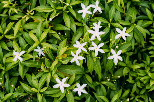 Closeup white Gardenia crape jasmine flower background