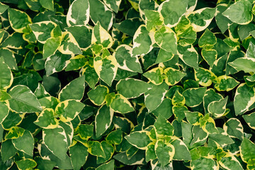 Closeup yellow and green Miss Lemon Abelia leaves background