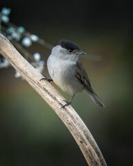 Vertical closeup of a Eurasian blackcap perched on a branch