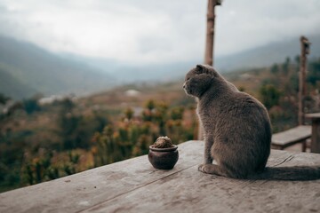 a cat sitting on top of a wooden porch near a bowl - Powered by Adobe