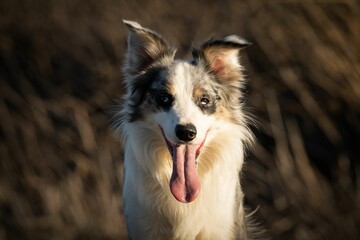 Closeup of an Australian shepherd sitting in a meadow with its tongue out