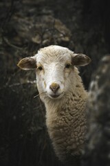 Vertical closeup of a white sheep looking at the camera
