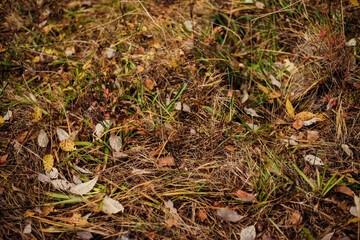 The first fallen dry leaves, green grass of the forest or city park. Autumn picturesque background of nature foliage. October. The concept of autumn.