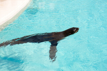 Northern fur seal.
The northern fur seal is widespread in the northern part of the Pacific Ocean. - 675866782